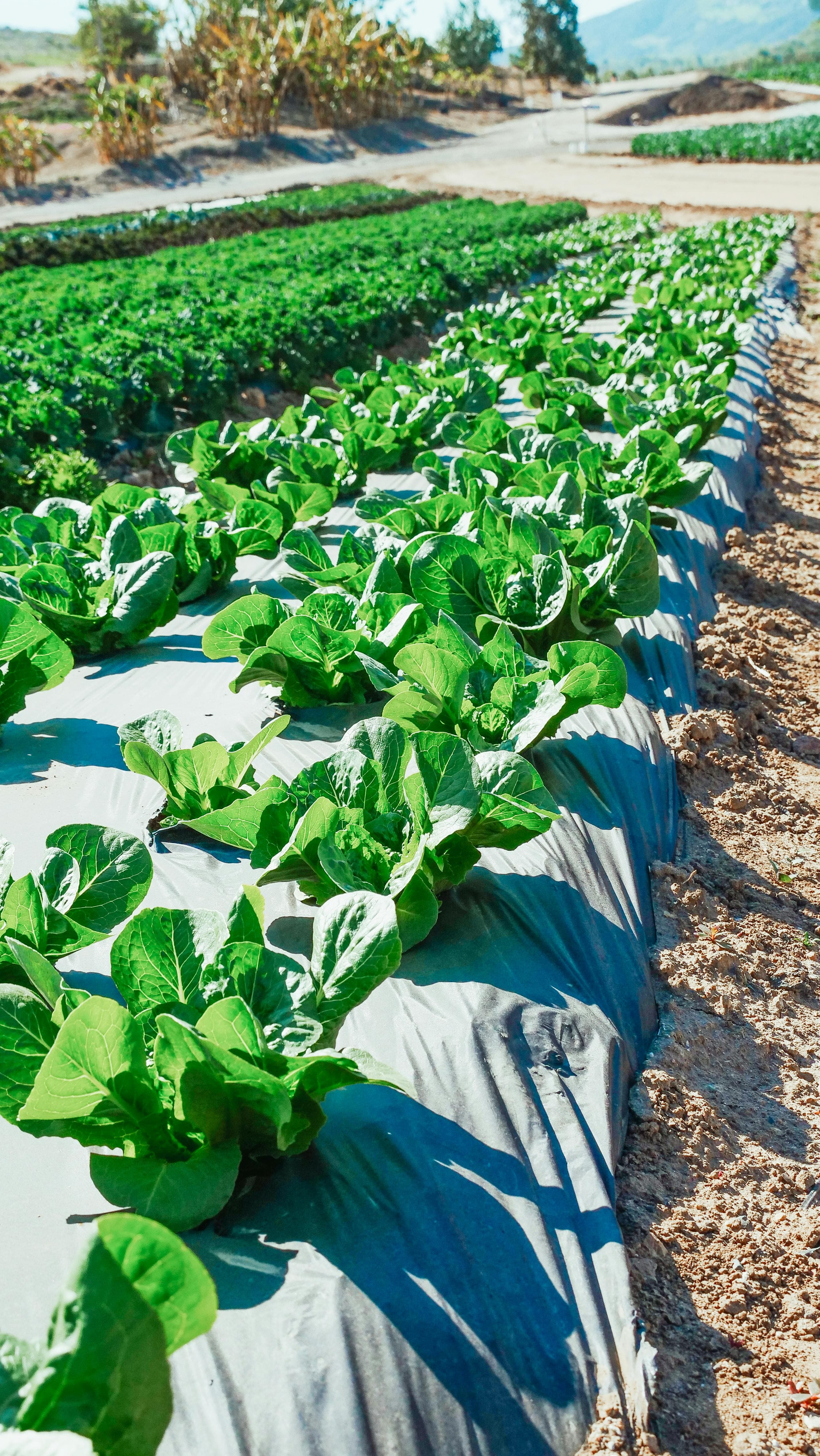 Innovative Farming: Beating the East African Drought